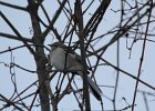 Northern Mockingbird (22)