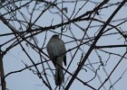 Northern Mockingbird (23)