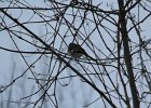 Northern Mockingbird (24)