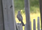 Northern Mockingbird (25)