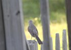 Northern Mockingbird (26)