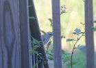 Northern Mockingbird (27)