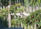 Northern Mockingbird (28)