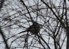 Northern Mockingbird (3)