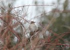 Northern Mockingbird (4)