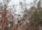Northern Mockingbird (5)