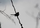 Northern Mockingbird (6)