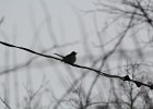 Northern Mockingbird (8)
