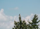 Northern Mockingbird (9)