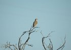 Sage Thrasher (10)