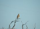 Sage Thrasher (11)