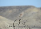 Sage Thrasher (12)