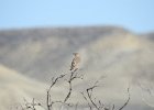 Sage Thrasher (13)