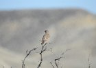 Sage Thrasher (14)
