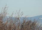 Sage Thrasher (6)