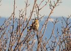 Sage Thrasher (7)