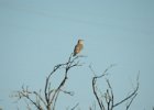 Sage Thrasher (9)