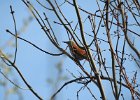 Brown Thrasher (1)