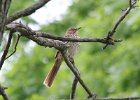 Brown Thrasher (10)