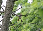 Brown Thrasher (11)
