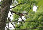 Brown Thrasher (12)