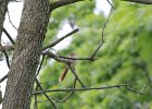 Brown Thrasher (13)