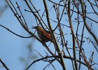 Brown Thrasher (2)