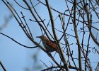 Brown Thrasher (3)