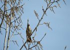 Brown Thrasher (4)
