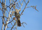 Brown Thrasher (6)