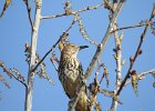 Brown Thrasher (7)