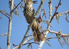Brown Thrasher (9)