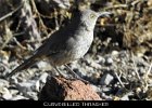 067 - 760 Curve-billed Thrasher
