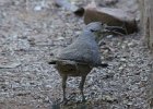 101Curve-billed Thrasher