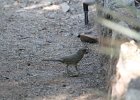 Curve-billed Thrasher (1)