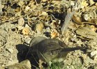 Curve-billed Thrasher (10)