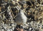 Curve-billed Thrasher (12)