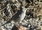 Curve-billed Thrasher (13)