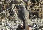 Curve-billed Thrasher (14)
