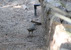 Curve-billed Thrasher (2)