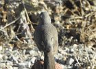 Curve-billed Thrasher (3)