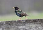 101European Starling
