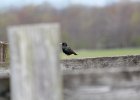 European Starling (1)