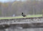 European Starling (4)