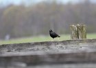 European Starling (5)