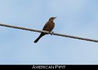 070 - 776 American Pipit