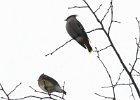 101Bohemian Waxwing