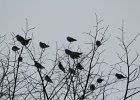 Bohemian Waxwing (1)