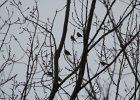 Bohemian Waxwing (10)