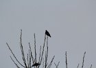Bohemian Waxwing (11)